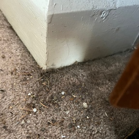 Deep Cleaning Presteigne